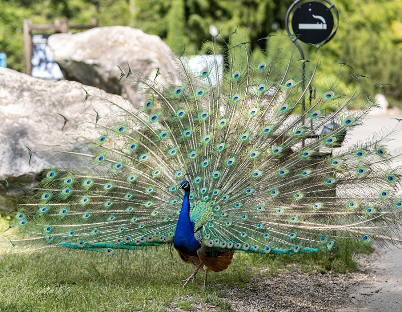 Barista/tka brigádník